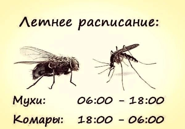 Аетнее расписание Мухи 0600 1800 Комары 1800 0600