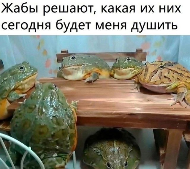 Жабы решают какая их них сегодня будет меня душить