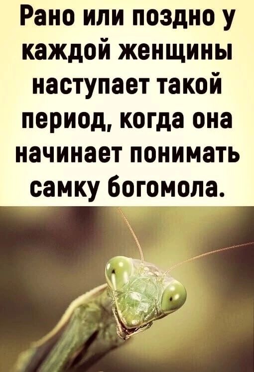 Рано или поздно у каждой женщины наступает такой период когда она начинает понимать самку богомола