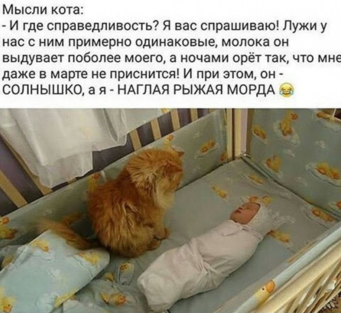 Мысли кота И где справедливость Я вас спрашиваю Лужи у нас с ним примерно одинаковые молока он выдувает поболее моего а ночами орёт так что мне даже в марте не приснится И при этом он СОЛНЫШКО а я НАГЛАЯ РЫЖАЯ МОРДА РОИ