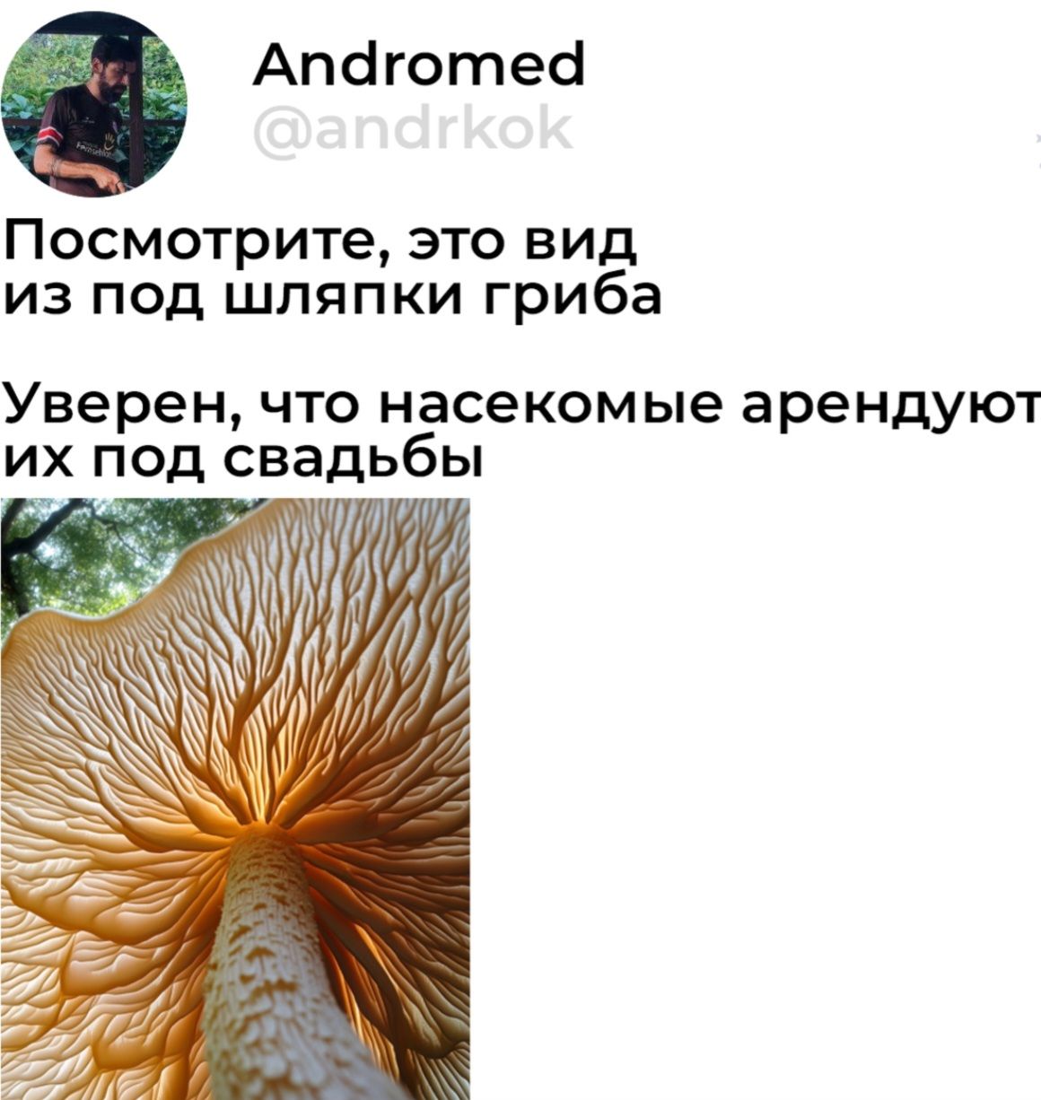 9 Апаготеа Посмотрите это вид из под шляпки гриба Уверен что насекомые арендуют дьбы МТАЛЛУУ