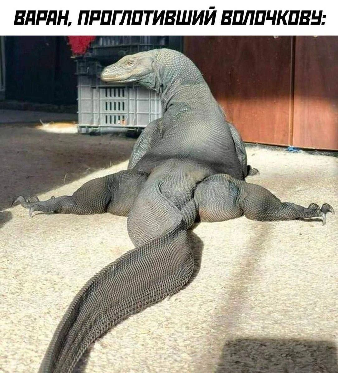 ВАРАН ПРОГЛОТИВШИЙ ВОЛОЧКОВЧ