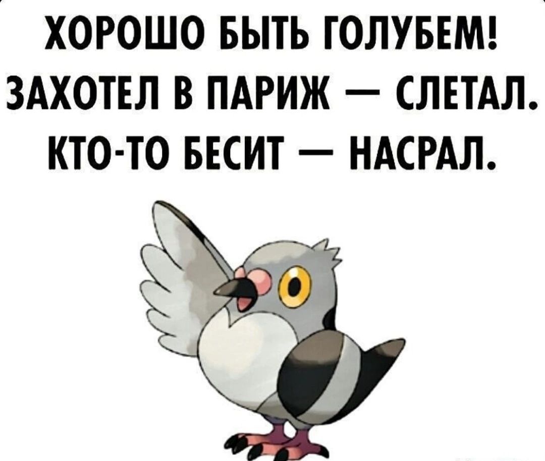 ХОРОШО БЫТЬ ГОЛУБЕМ ЗАХОТЕЛ В ПАРИЖ СЛЕТАЛ КТО ТО БЕСИТ НАСРАЛ е