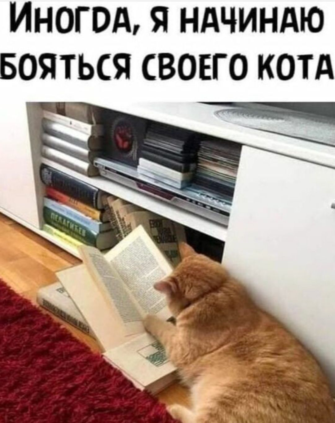 ИНОГОА Я НАЧИНАЮ БОЯТЬСЯ СВОЕГО КОТА