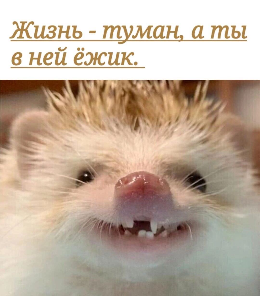 Жизнь туман а ты в ней ёжик