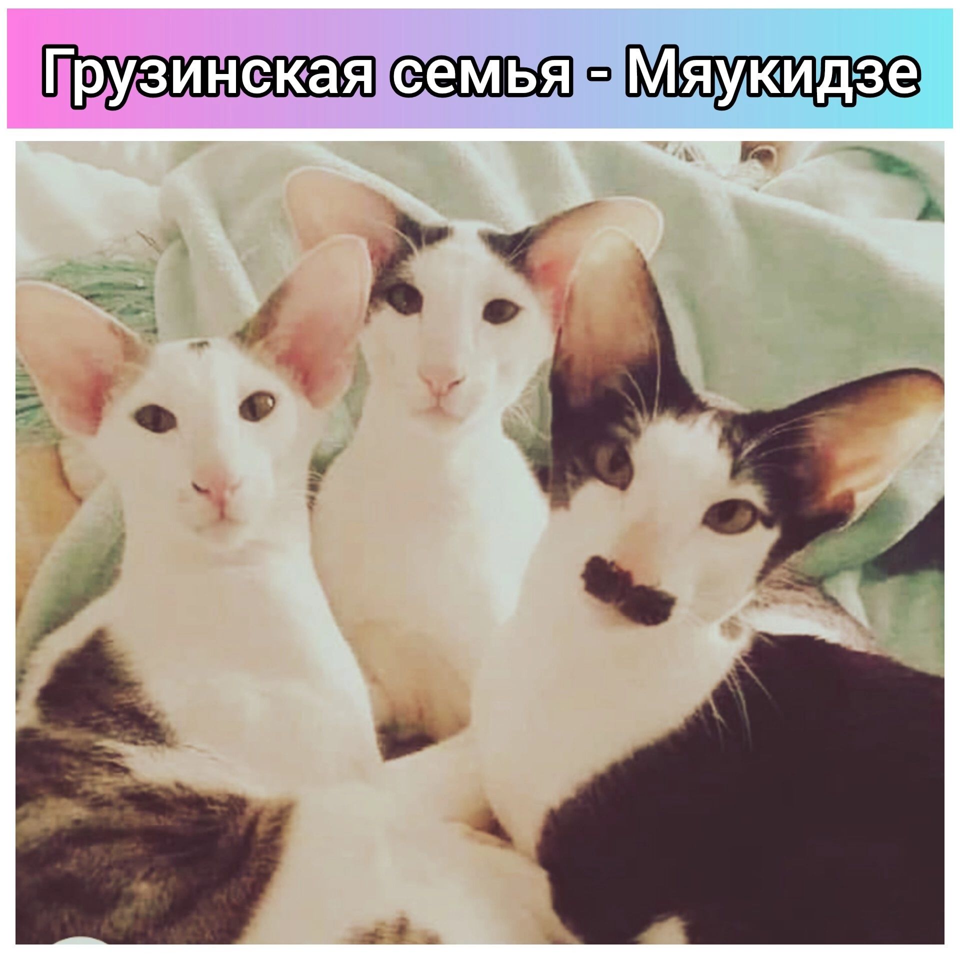 семья Мяуки м