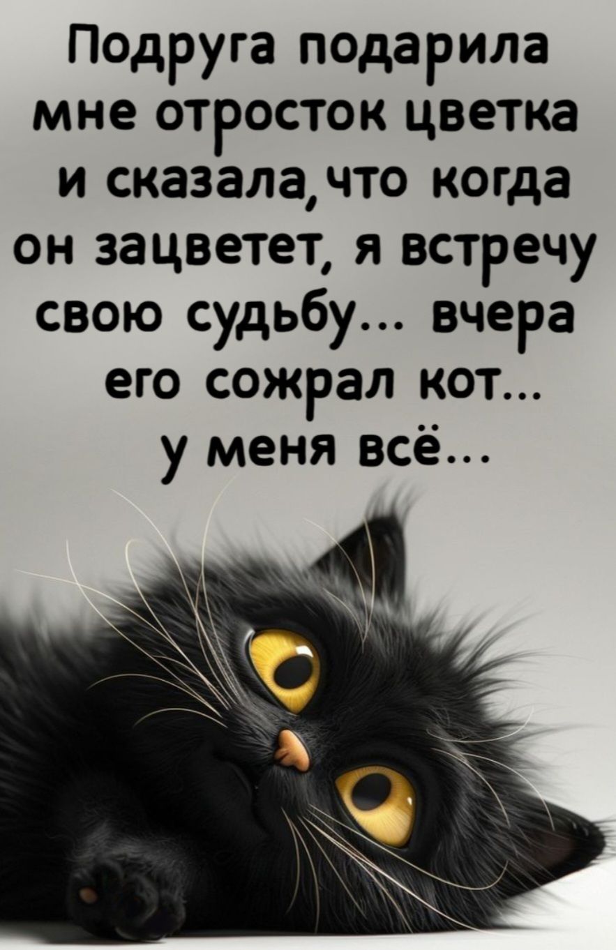 Подруга подарила мне отросток цветка и сказала что когда он зацветет я встречу свою судьбу вчера его сожрал кот у меня всё