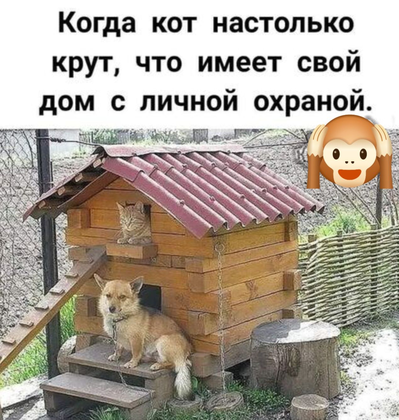 Когда кот настолько крут что имеет свой дом с личной охраной