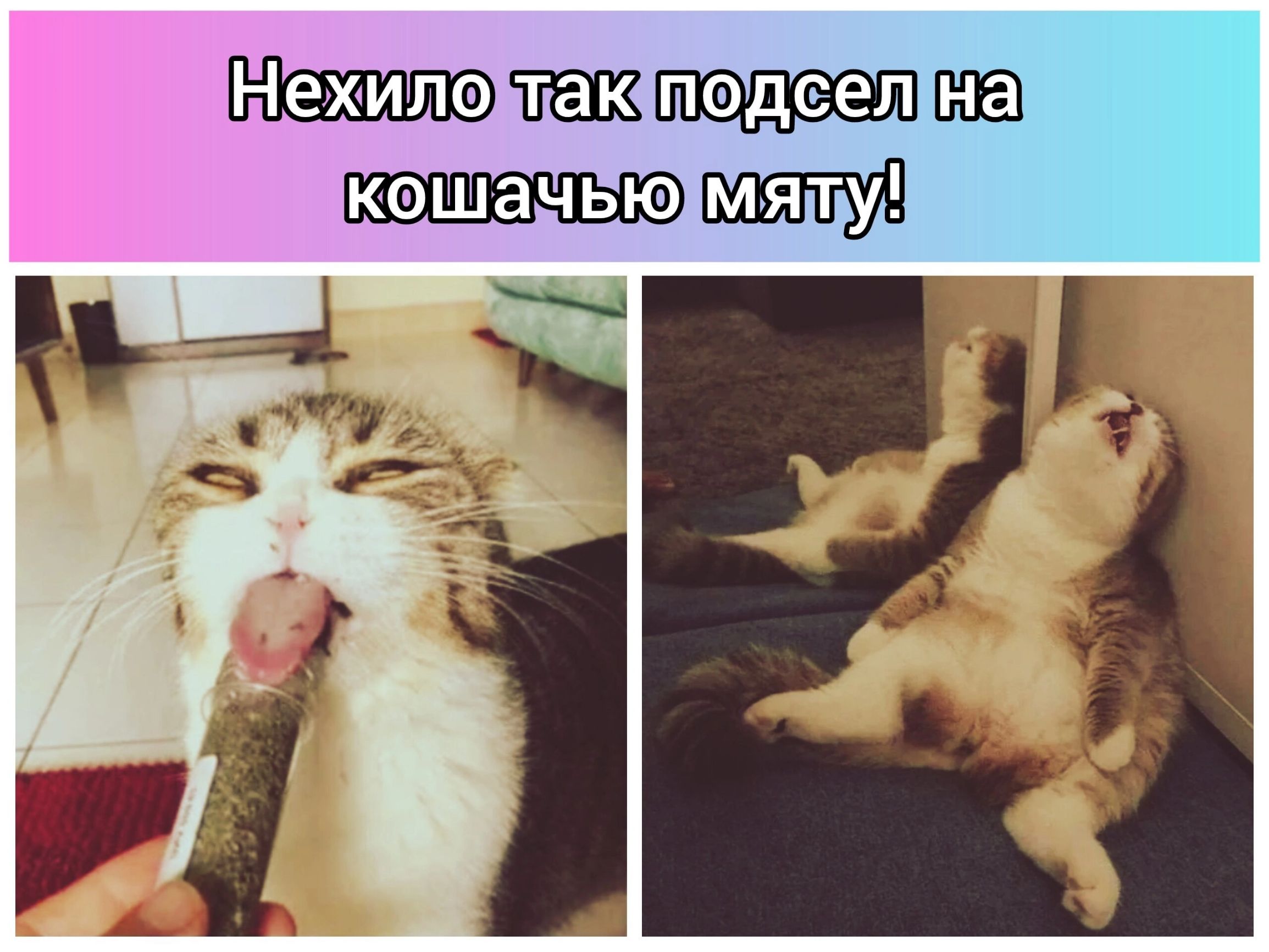 Нехилодтакподселна кошачеютмяту с 1