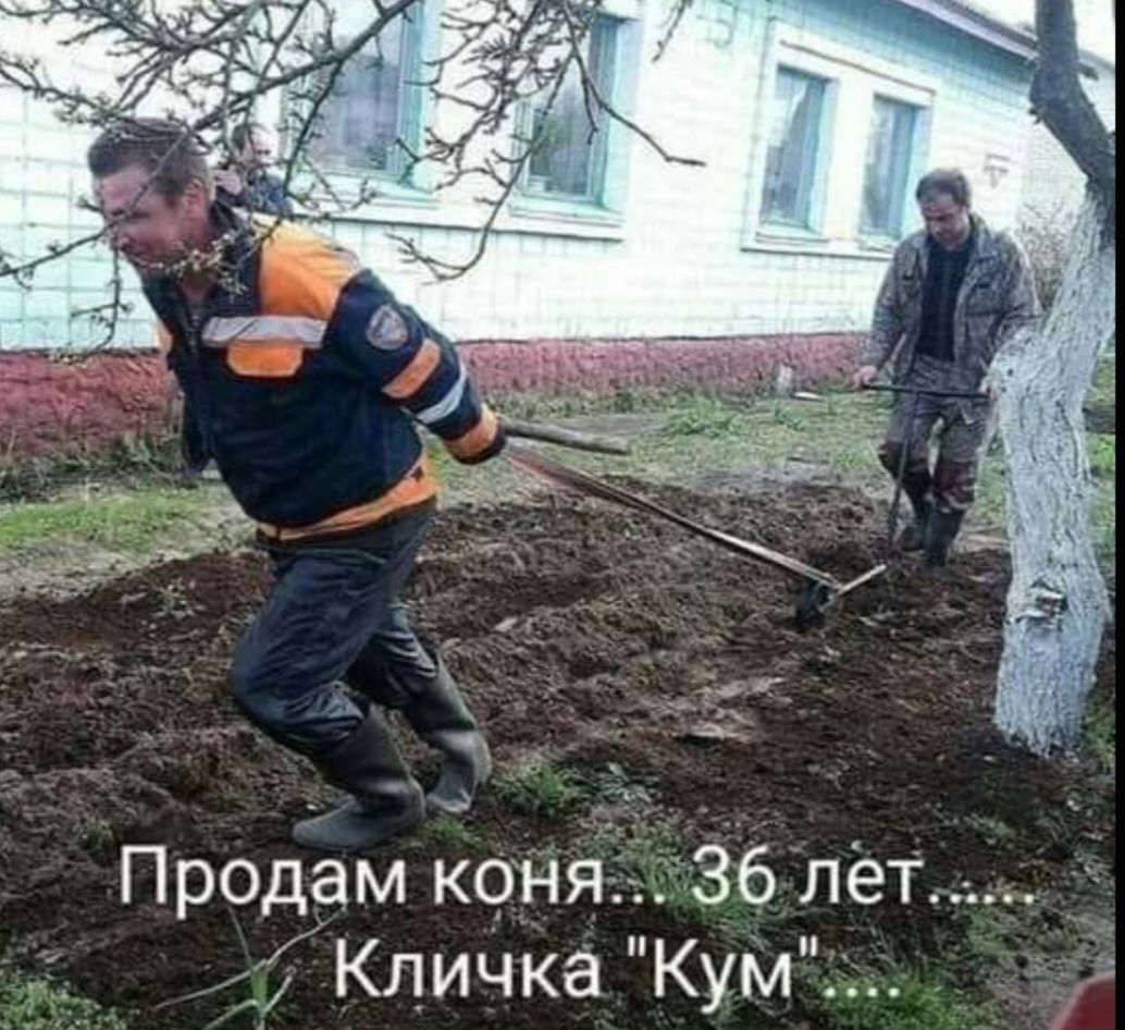 Продам коня 536лёт Кличка Кум Е