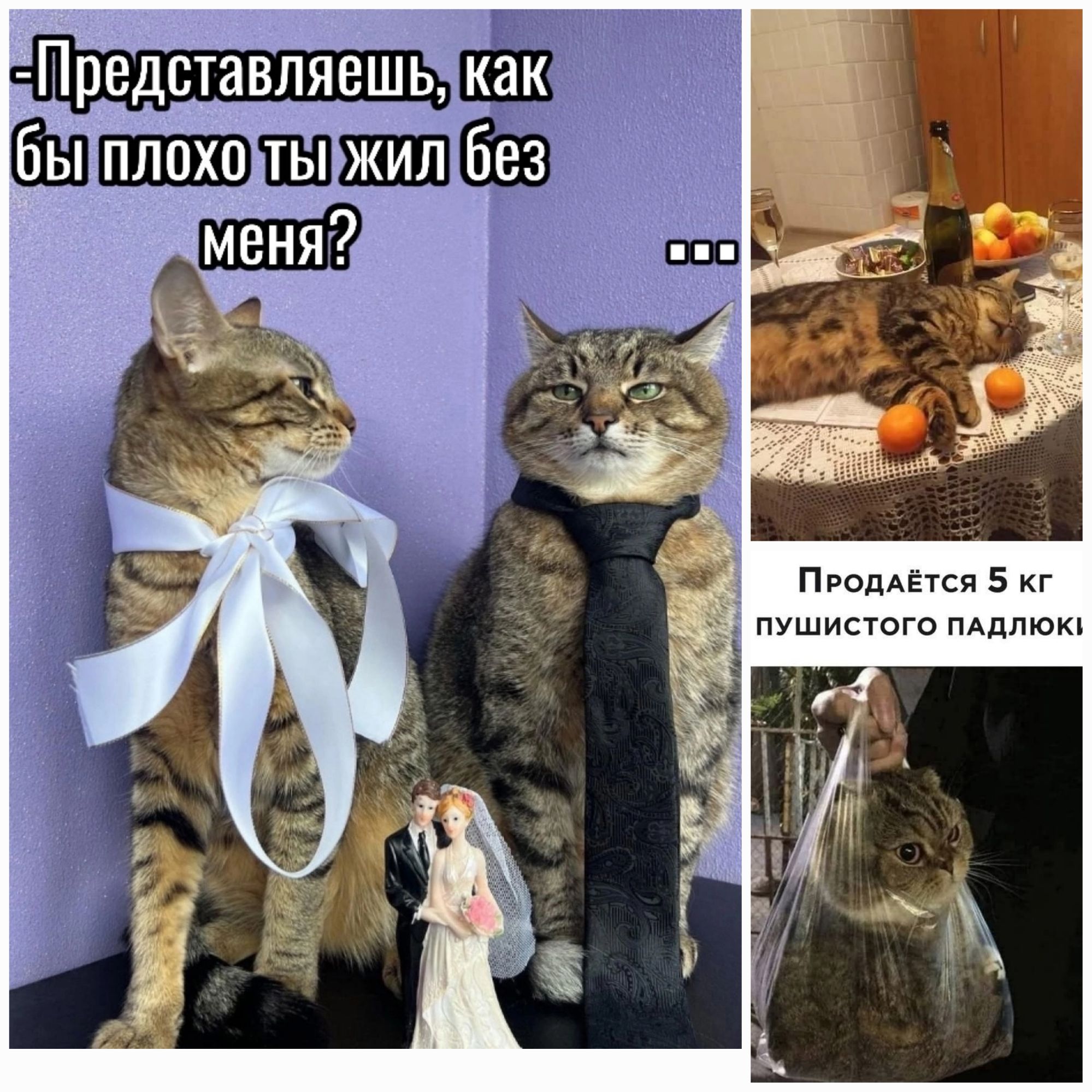 Ё ышпшвп Продаётся 5 кг пушистого ПАДЛЮК