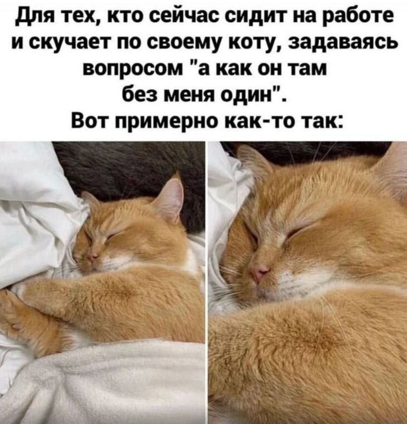Для тех кто сейчас сидит на работе и скучает по своему коту задаваясь вопросом а как он там без меня один Вот примерно как то так