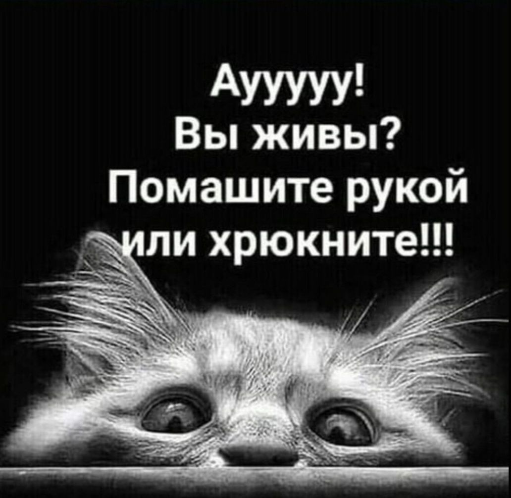 Аууууу Вы живы Помашите рукой ли хрюкните