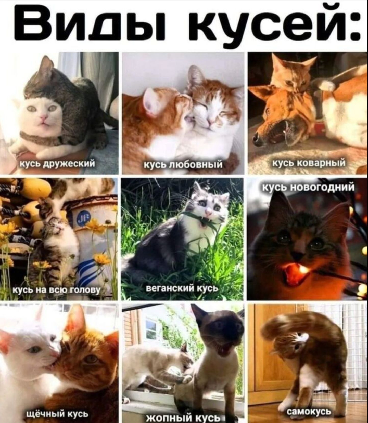 Виды кусеи