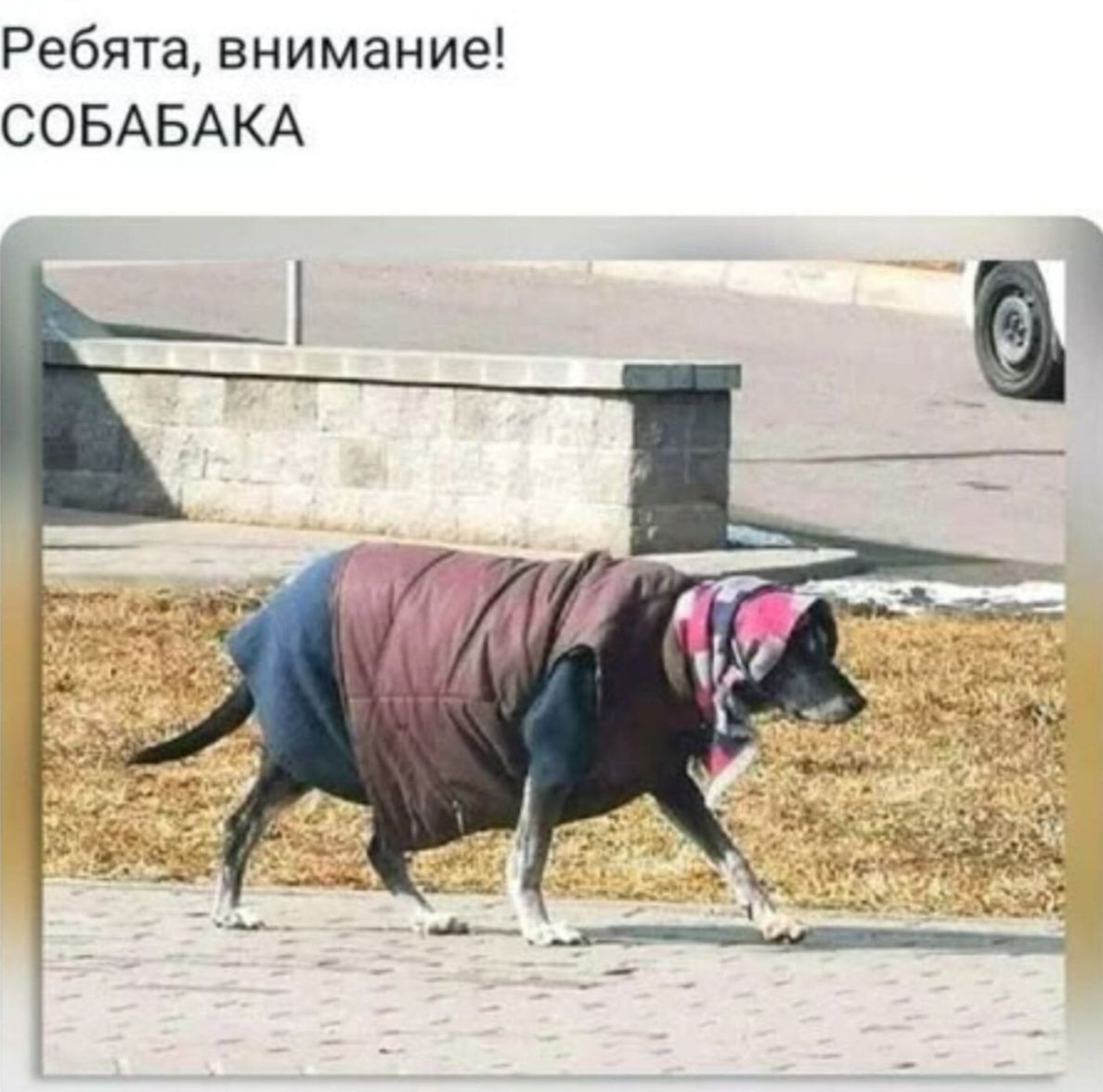 Ребята, внимание! СОБАКА