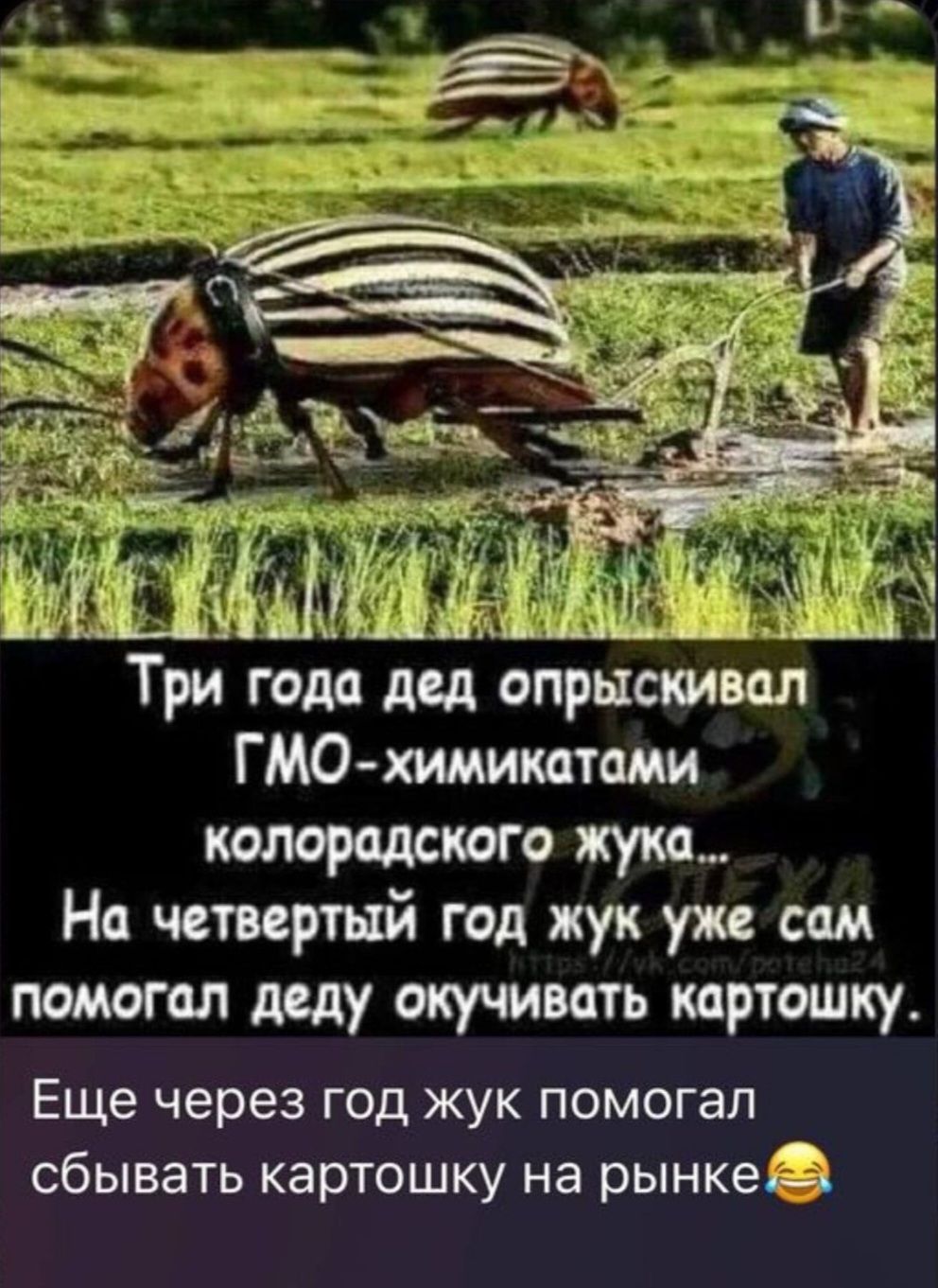 Три года дед опрыскивал ГМО-химикатами колорадского жука… На четвертый год жук уже сам помогал деду окучивать картошку.
Еще через год жук помогал сбивать картошку на рынке 😂
