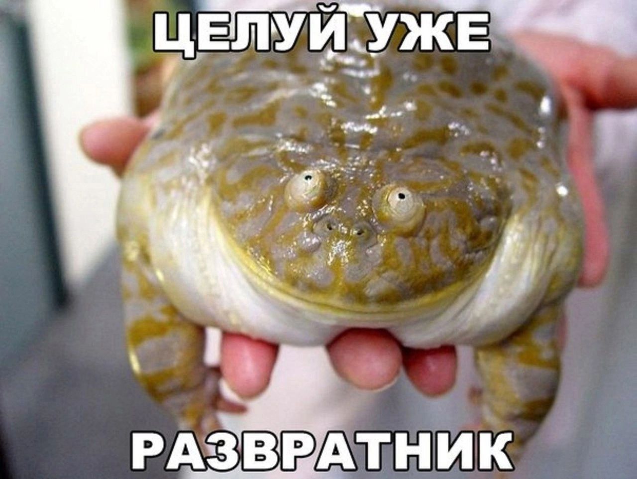 ЦЕЛУЙ УЖЕ РАЗВРАТНИК