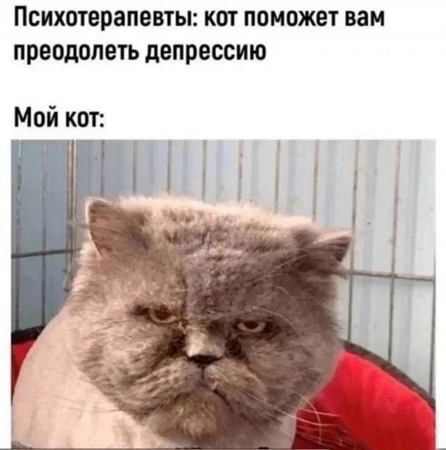 Психотерапевты: кот поможет вам преодолеть депрессию
Мой кот: