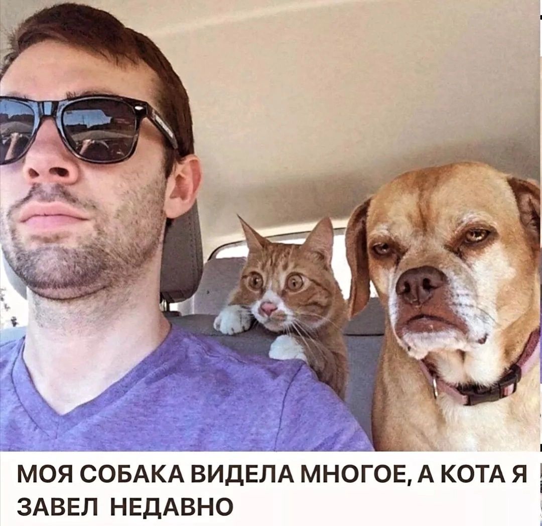 МОЯ СОБАКА ВИДЕЛА МНОГОЕ, А КОТА Я ЗАВЕЛ НЕДАВНО