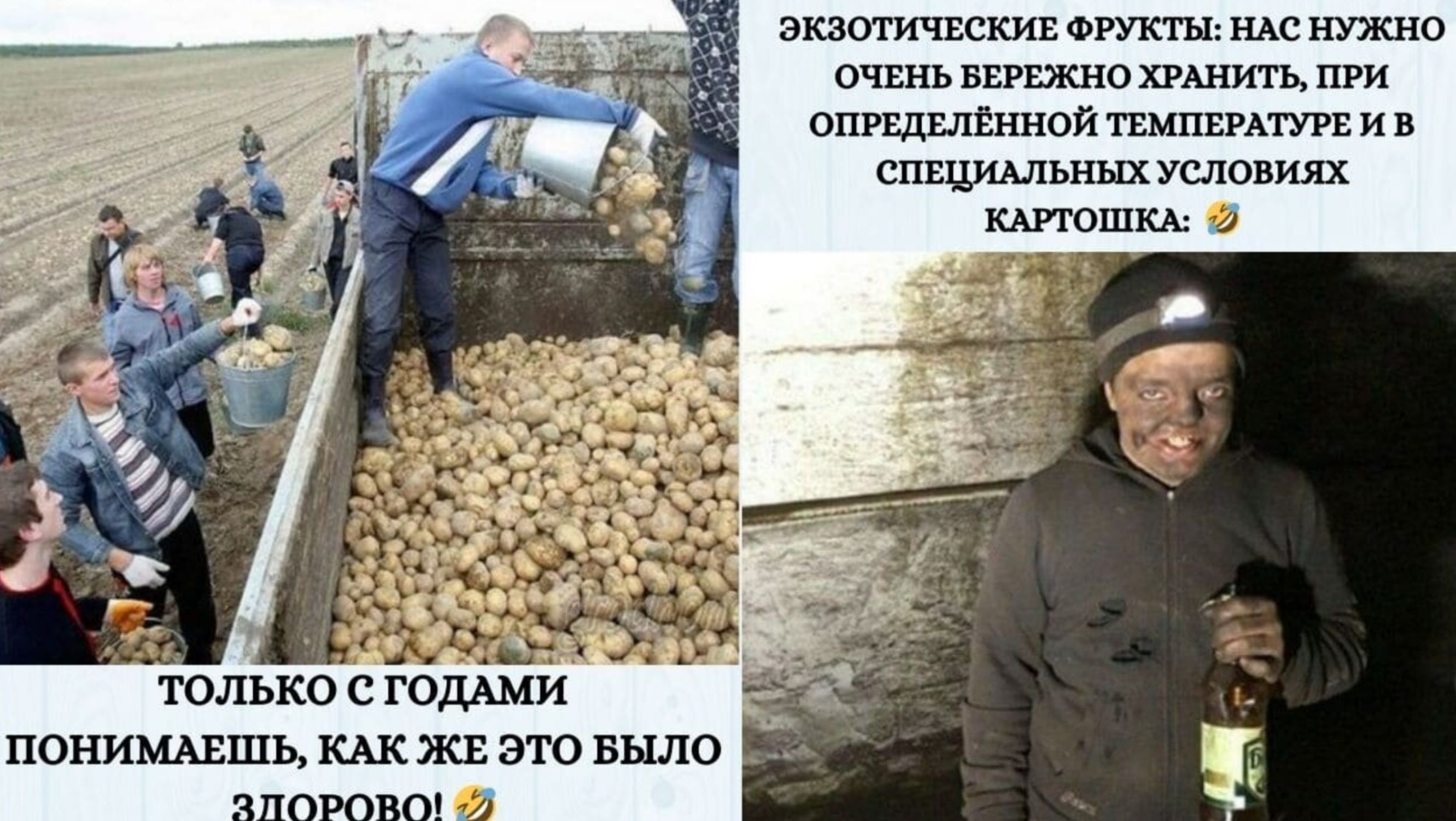ЭКЗОТИЧЕСКИЕ ФРУКТЫ: НАС НУЖНО ОЧЕНЬ БЕРЕЖНО ХРАНИТЬ, ПРИ ОПРЕДЕЛЕННОЙ ТЕМПЕРАТУРЕ И В СПЕЦИАЛЬНЫХ УСЛОВИЯХ КАРТОШКА:
ТОЛЬКО С ГОДАМИ ПОНИМАЕШЬ, КАК ЖЕ ЭТО БЫЛО ЗДОРОВО!