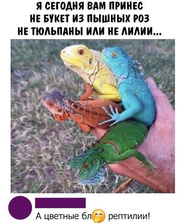 Я СЕГОДНЯ ВАМ ПРИНОС Н e БУКЕТ ИЗ ПЫШНЫХ РОЗ Н e ТЮЛЬПАНЫ ИЛИ Н e ЛИЛИИ...
А ЦВЕТНЫЕ БЛО 🦎 РЕПТИЛИИ!