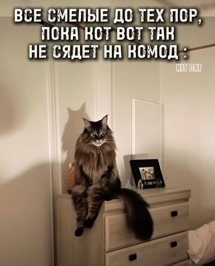 ВСЕ СМЕЛЬНЕЙ ДО ТЕХ ПОР, ПОКА КОТ ВОТ ТАК НЕ СЯДЕТ НА КОМОД :