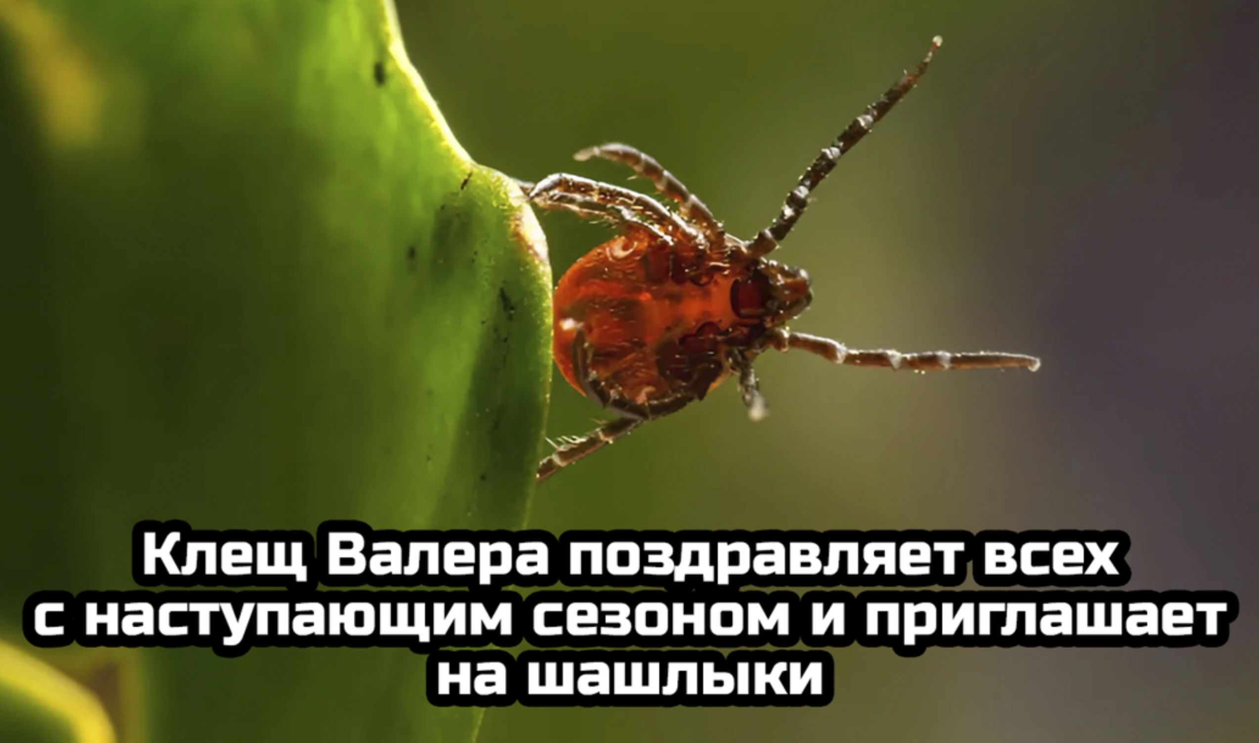 Клещ Валера поздравляет всех с наступающим сезоном и приглашает на шашлыки