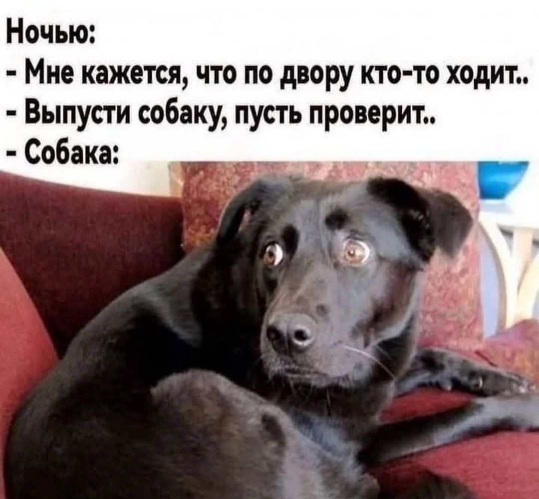 Ночью:
- Мне кажется, что по двору кто-то ходит..
- Выпусти собаку, пусть проверит..
- Собака: