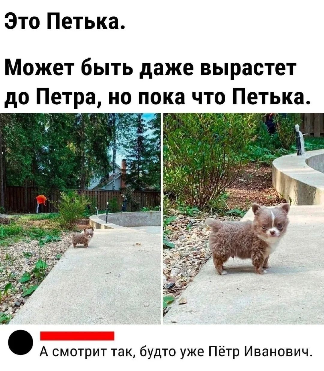 Это Петышка.
Может быть даже вырастет до Петра, но пока что Петышка.
А смотрит так, будто уже Пётр Иванович.