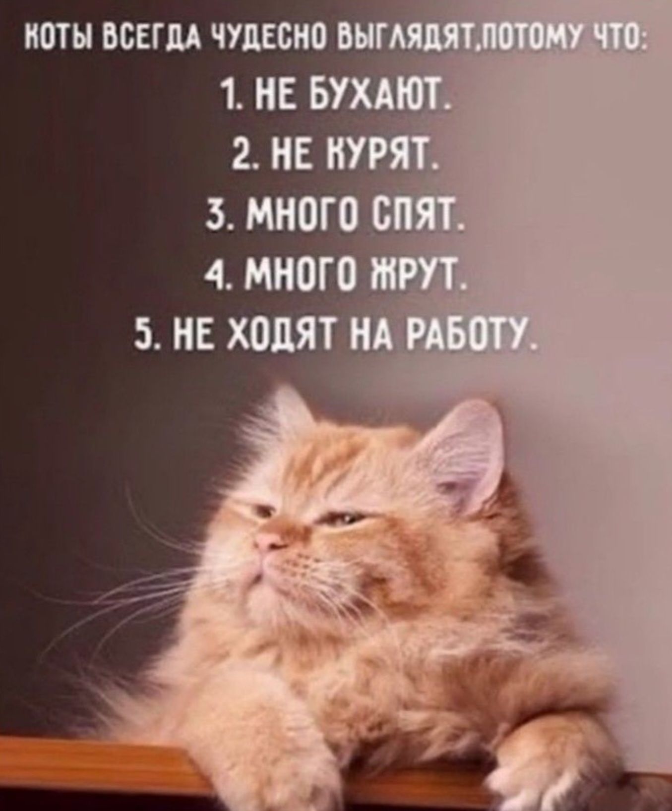 Коты всегда чудесно выглядят, потому что:
1. Не бухают.
2. Не курят.
3. Много спят.
4. Много жрут.
5. Не ходят на работу.