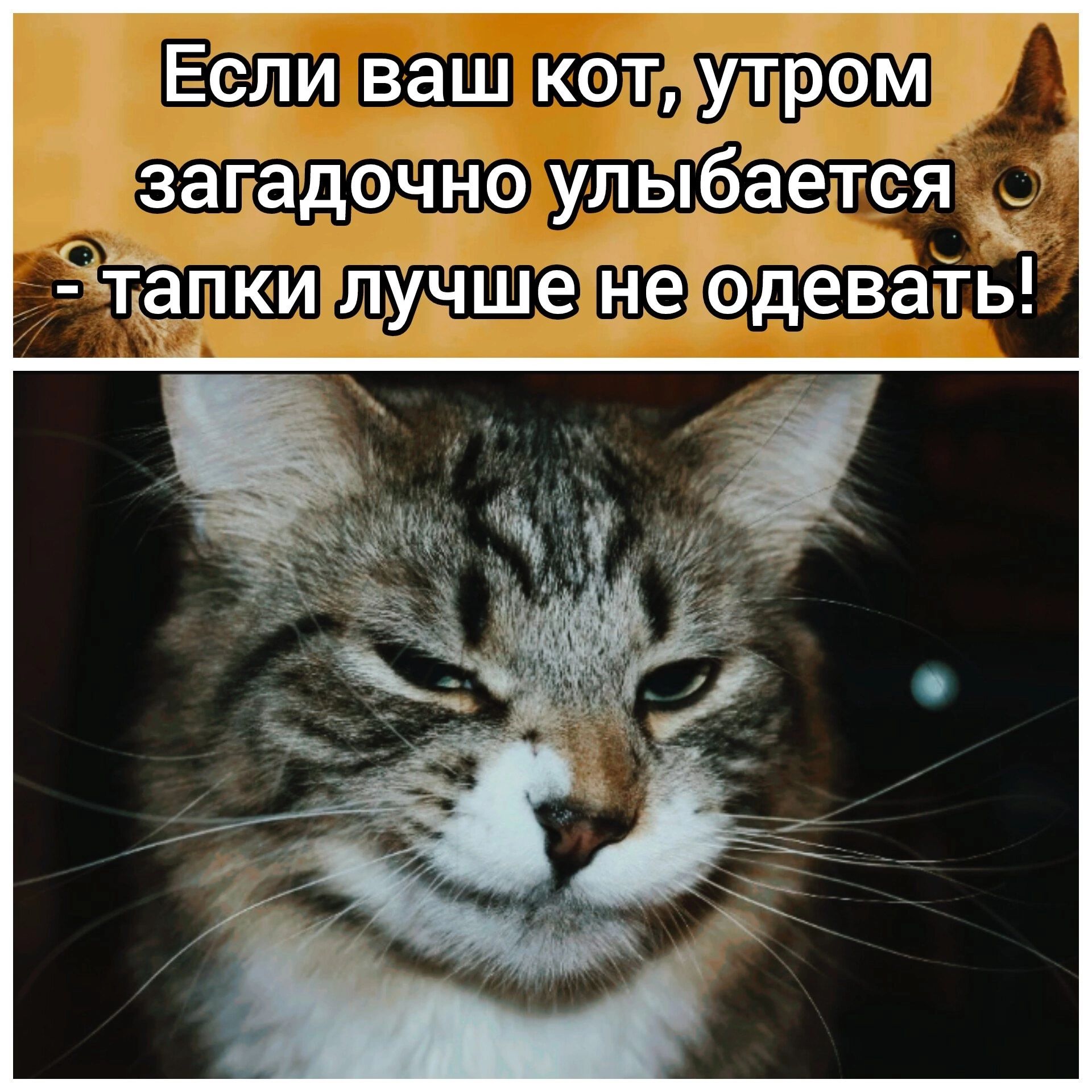 Если ваш кот, утром загадочно улыбается - тапки лучше не одевать!