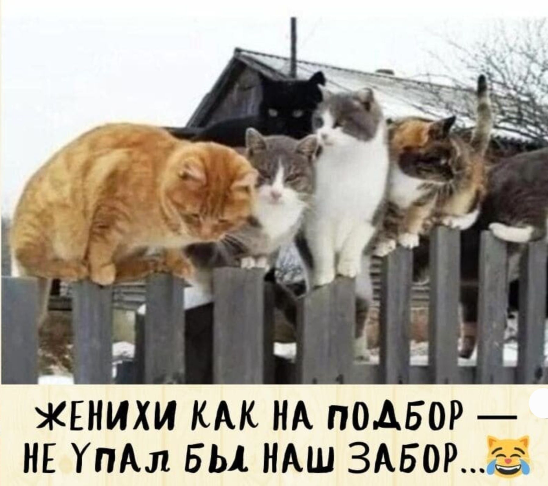 Женихи как на подбор – не упал бы наш забор...