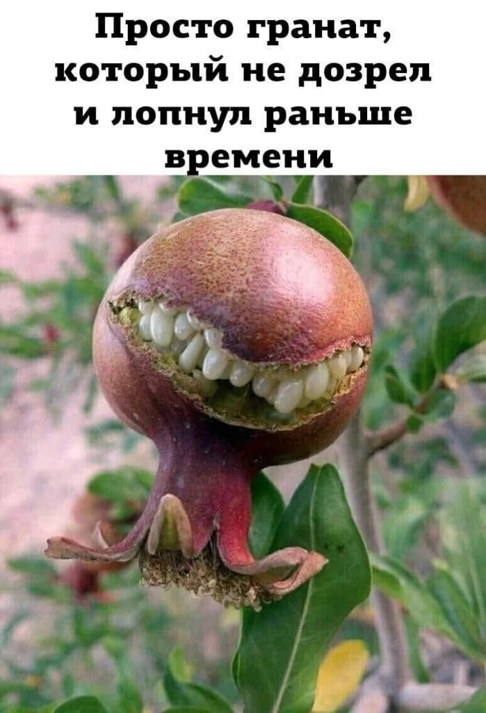 Просто гранат, который не дозрел и лопнул раньше времени