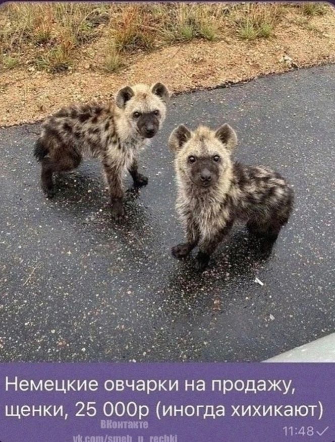 Немецкие овчарки на продажу, щенки, 25 000р (иногда хихикают)