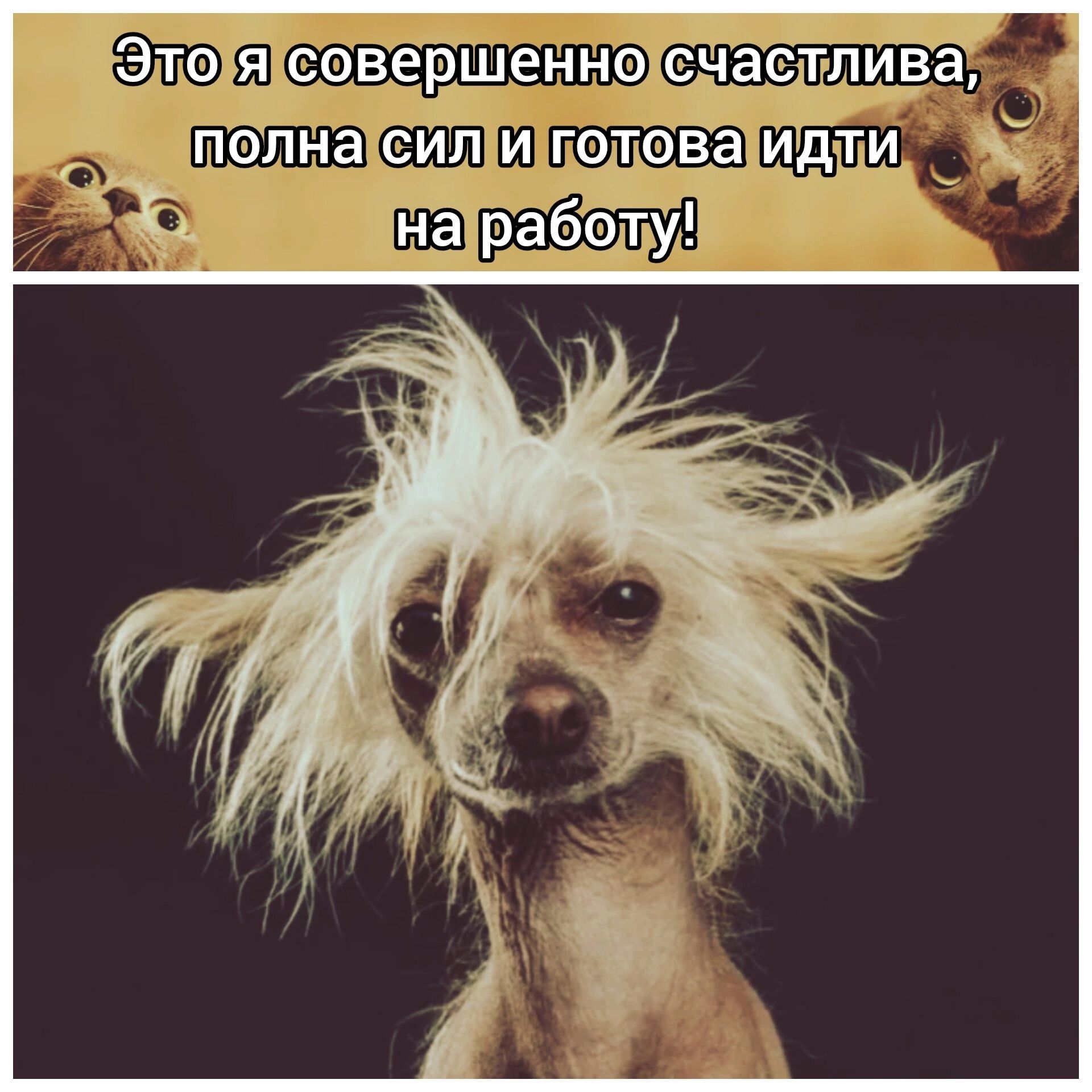 Это я совершенно счастлива, полна сил и готова идти на работу!