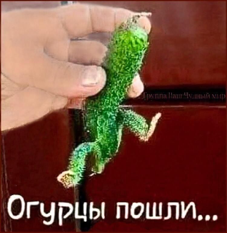 Огурцы пошли...