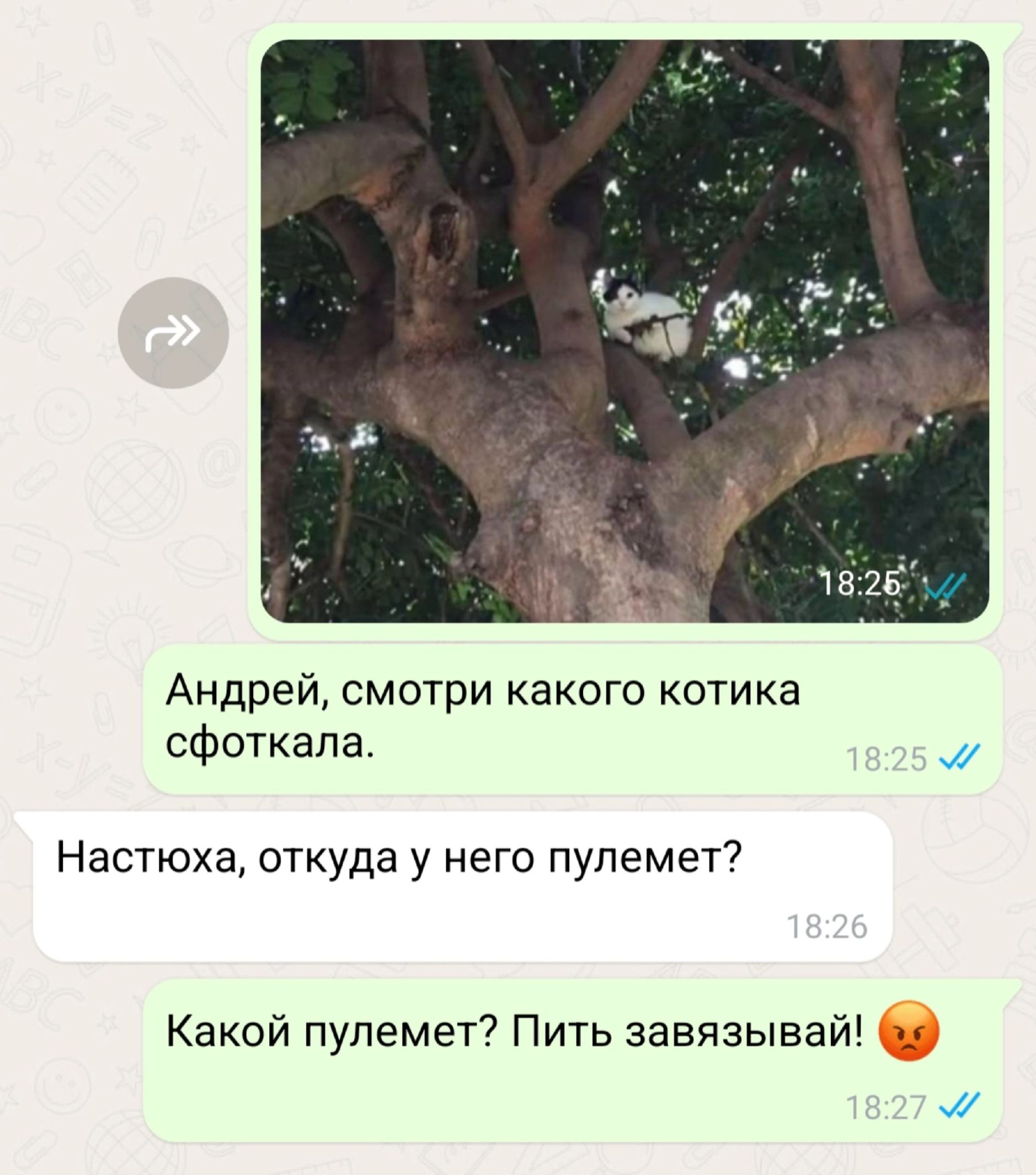 Андрей, смотри какого котика сфоткал.
Настюха, откуда у него пулемет?
Какой пулемет? Пить завязывай! 😠