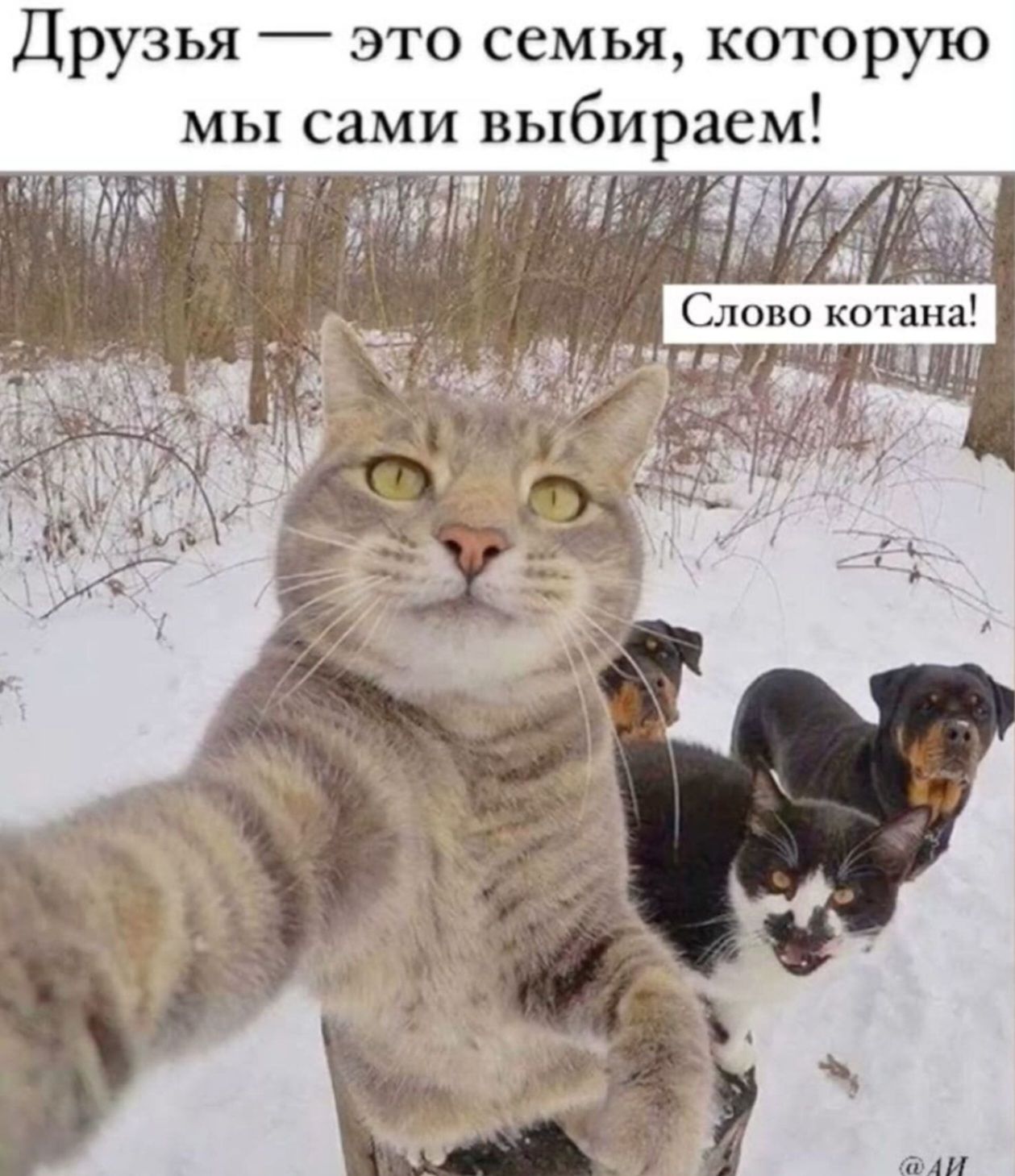Друзья — это семья, которую мы сами выбираем! Слово котана!