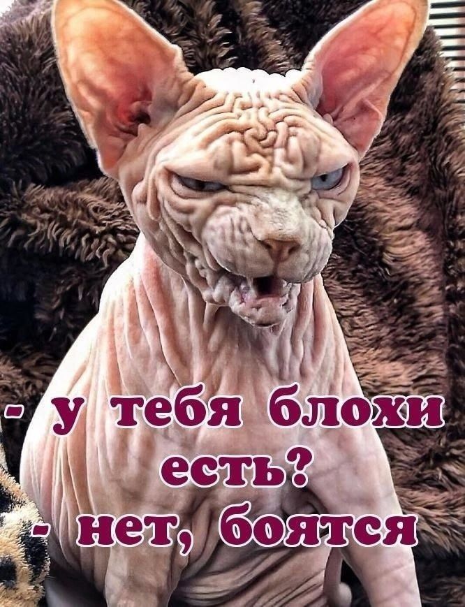 - у тебя блохи есть? - нет, боятся