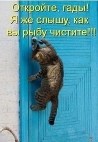 Откройте, гады! Я же слышу, как вы рыбу чистите!!!