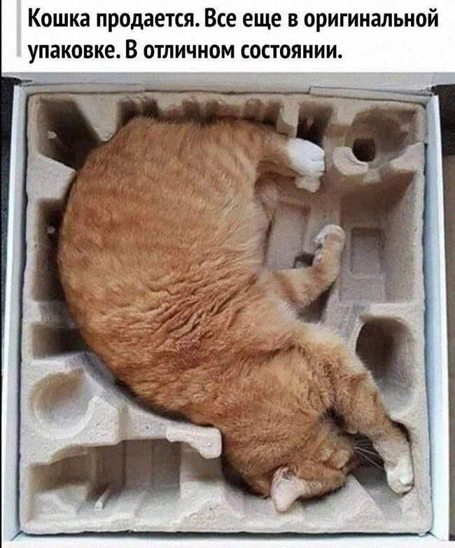 Кошка продается. Все еще в оригинальной упаковке. В отличном состоянии.