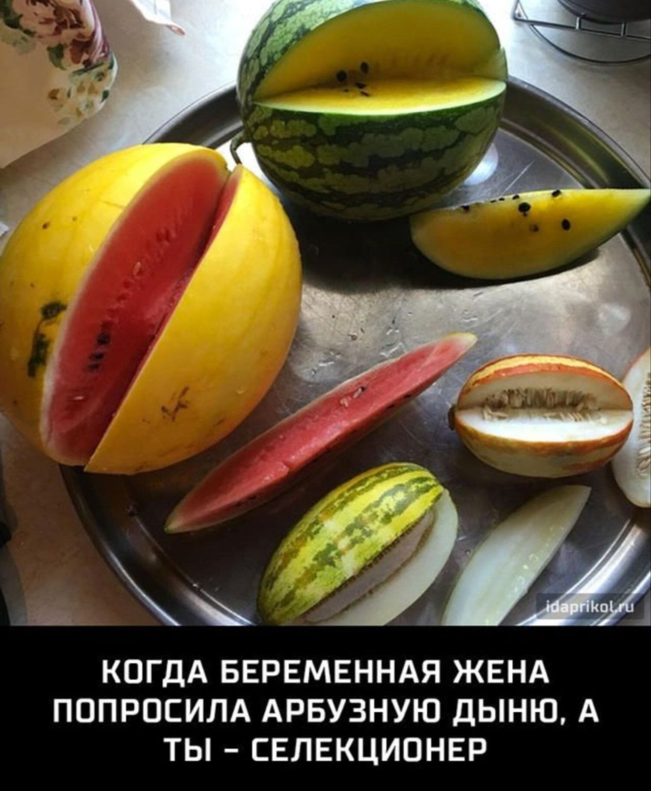Когда беременная жена попросила арбузную дыню, а ты – селекционер.