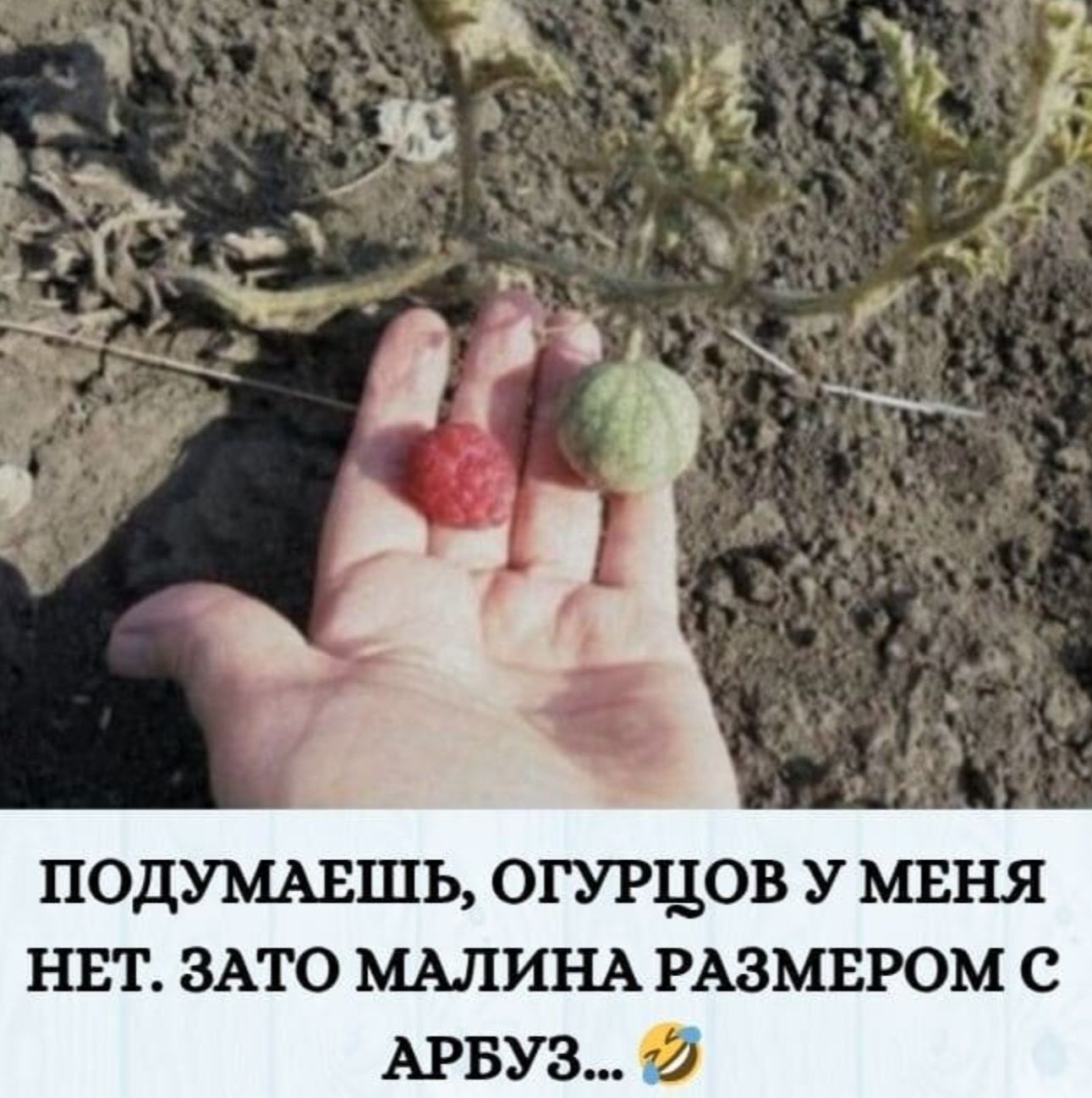 Подумаешь, огурцов у меня нет. Зато малина размером с арбуз... 😂
