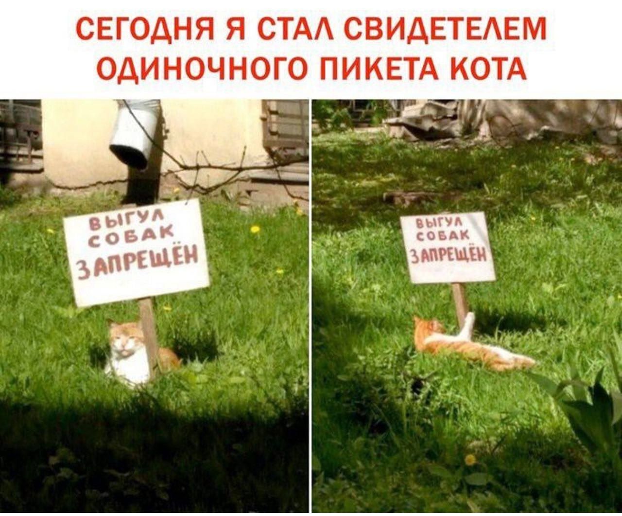 СЕГОДНЯ Я СТАЛ СВИДЕТЕЛЕМ ОДИНОЧНОГО ПИКЕТА КОТА
ВЫГУЛ СОБАК ЗАПРЕЩЁН