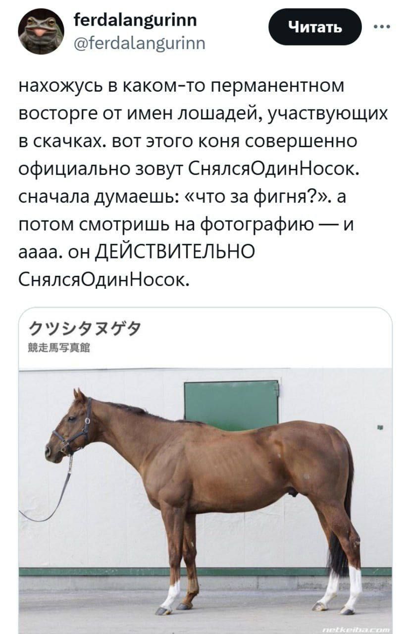 нахожусь в каком-то постоянном восторге от имен лошадей, участвующих в скачках. вот этого коня совершенно официально зовут СнялсяОдинНосок. сначала думаешь: «что за фигня?». а потом смотришь на фотографию — и аaaa. он ДЕЙСТВИТЕЛЬНО СнялсяОдинНосок.