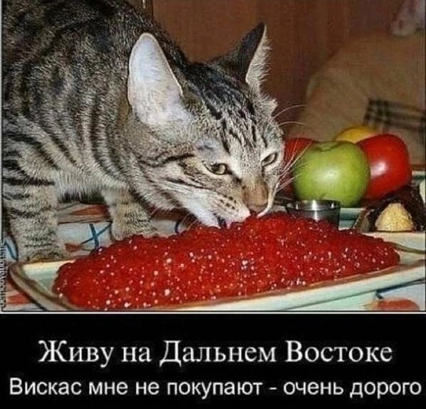 Живу на Дальнем Востоке. Вискас мне не покупают - очень дорого.
