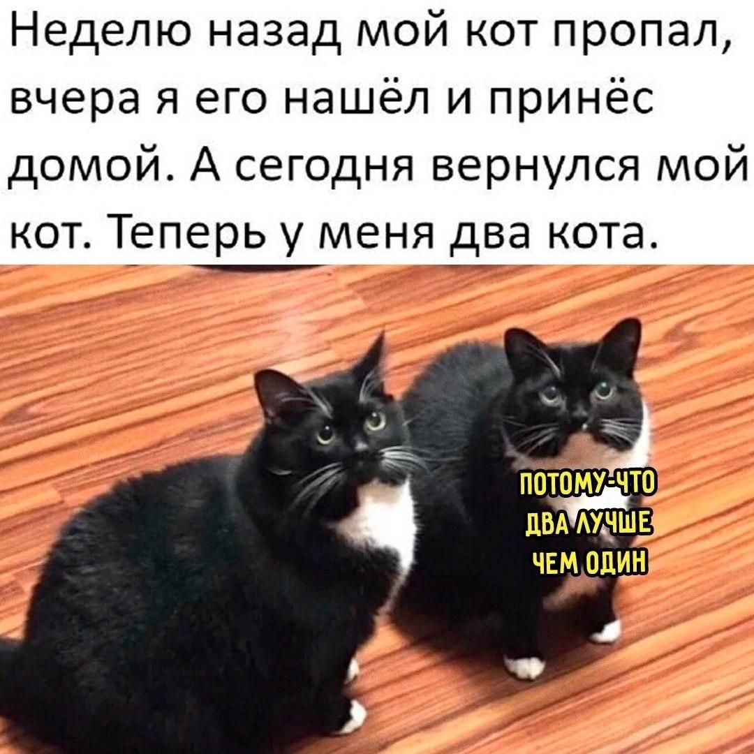 Неделю назад мой кот пропал, вчера я его нашёл и принёс домой. А сегодня вернулся мой кот. Теперь у меня два кота. ПОДОШЛО ПОТОМУ ЧТО ДВА ЛУЧШЕ ЧЕМ ОДИН