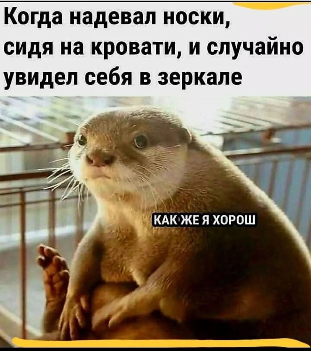 Когда наделал носки, сидя на кровати, и случайно увидел себя в зеркале
КАК ЖЕ Я ХОРОШ