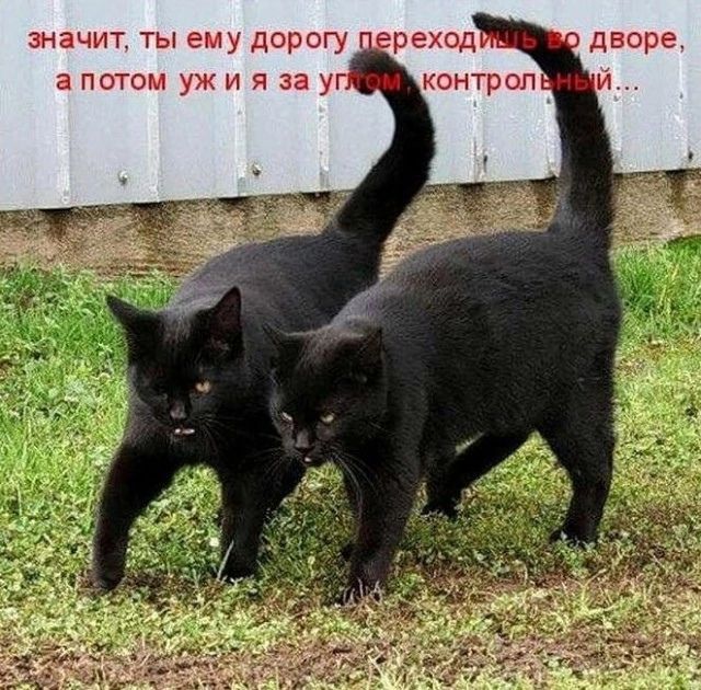 значит, ты ему дорогу переходишь во дворе, а потом уж и я за углом, контрольный...