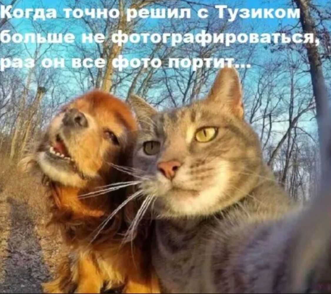 Когда точно решил с Тузиком больше не фотографироваться, раз он все фото портит...